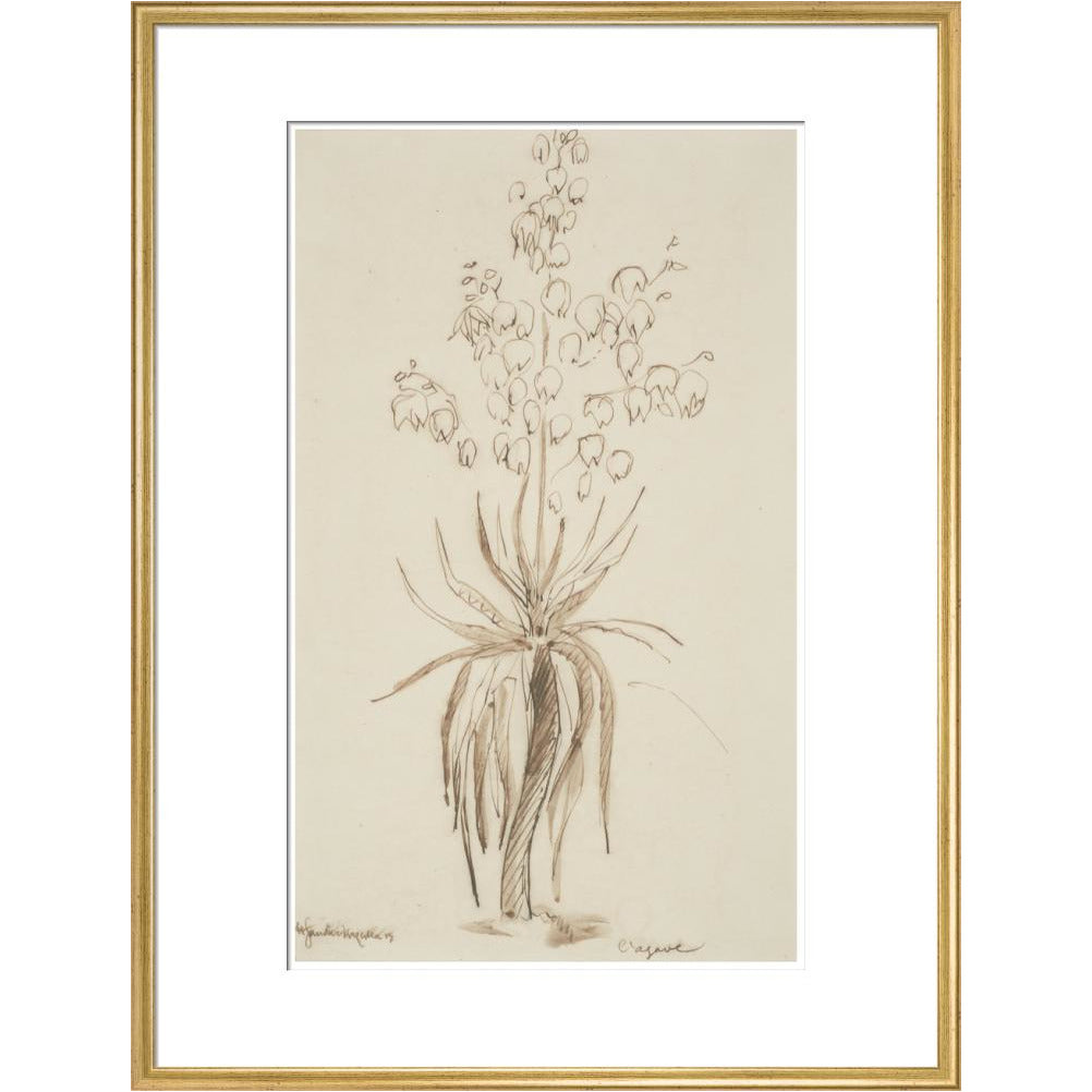 L'agave - Art print