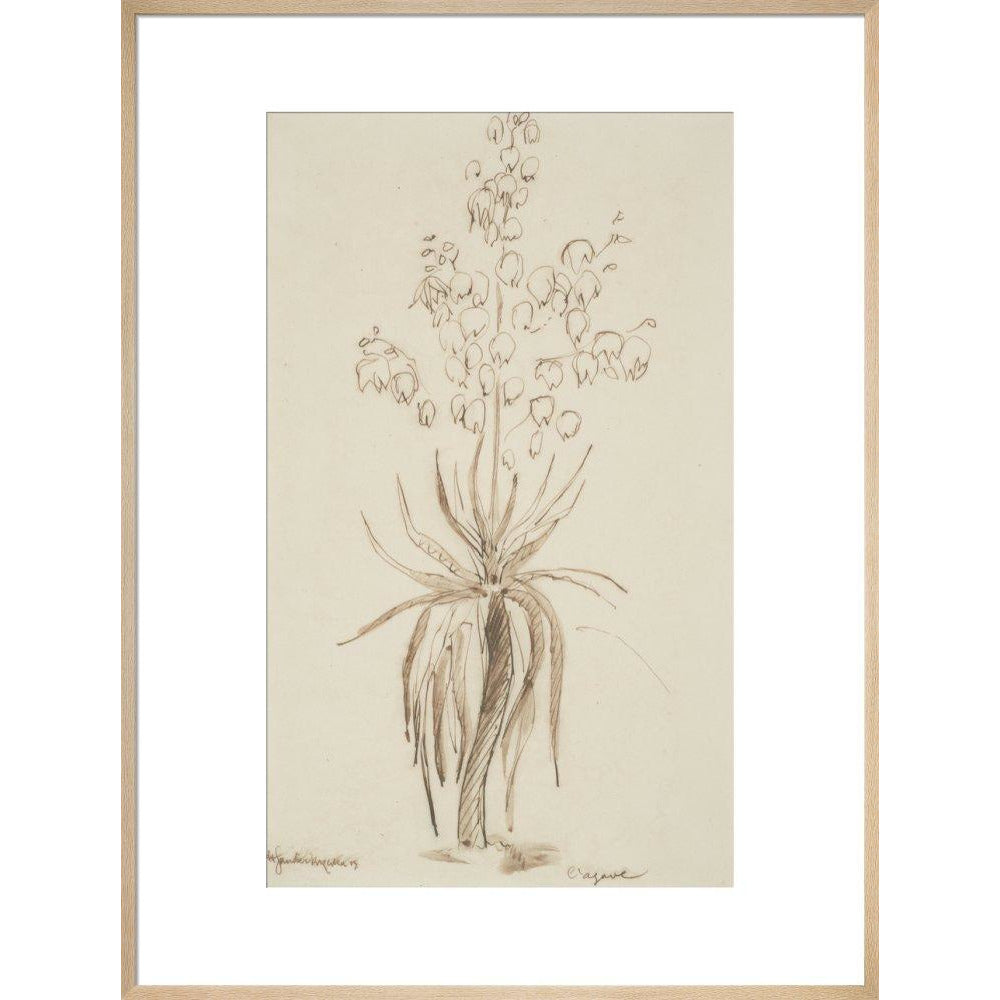 L'agave - Art print