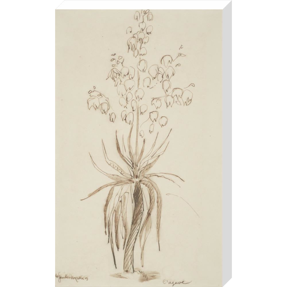 L'agave - Art print
