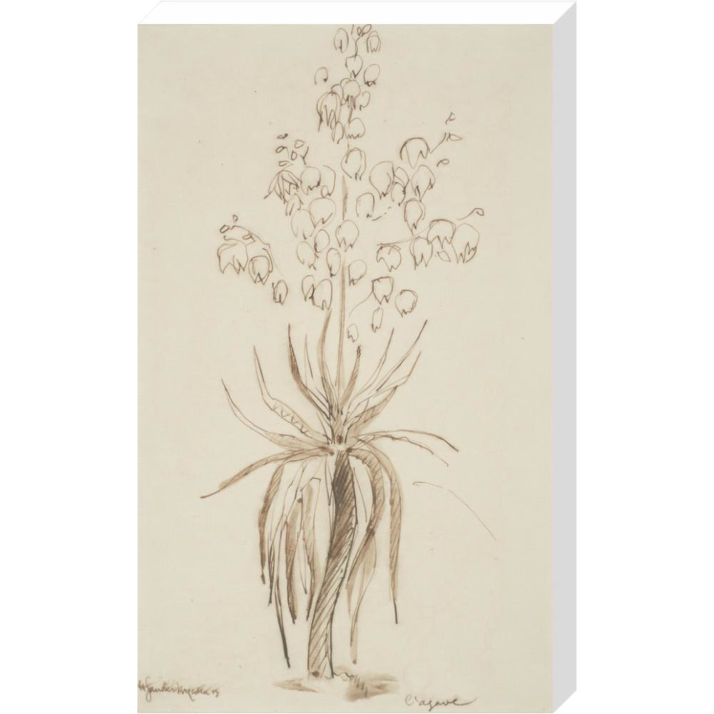 L'agave - Art print