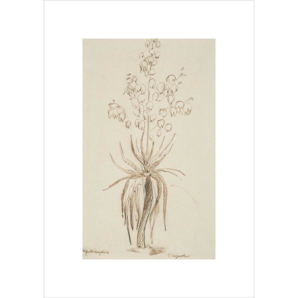 L'agave - Art print