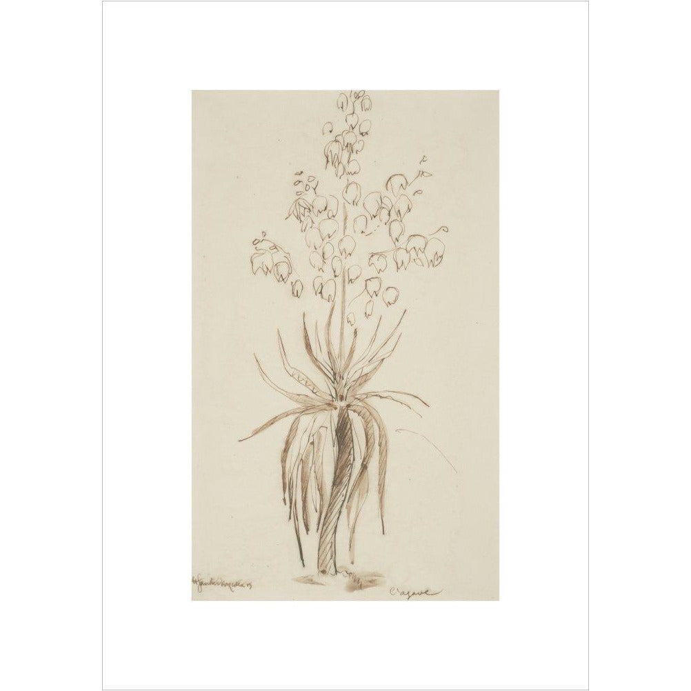 L'agave - Art print