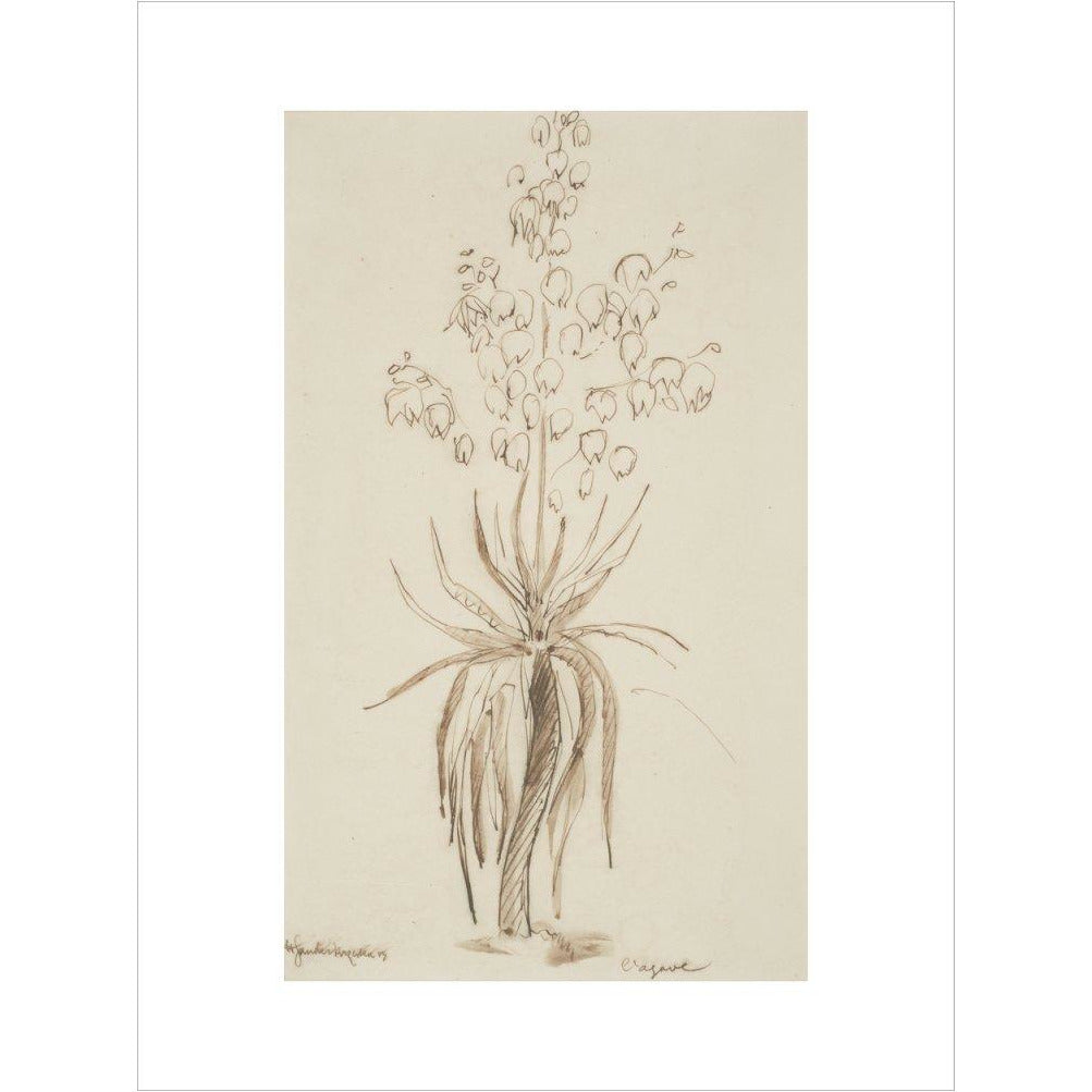 L'agave - Art print