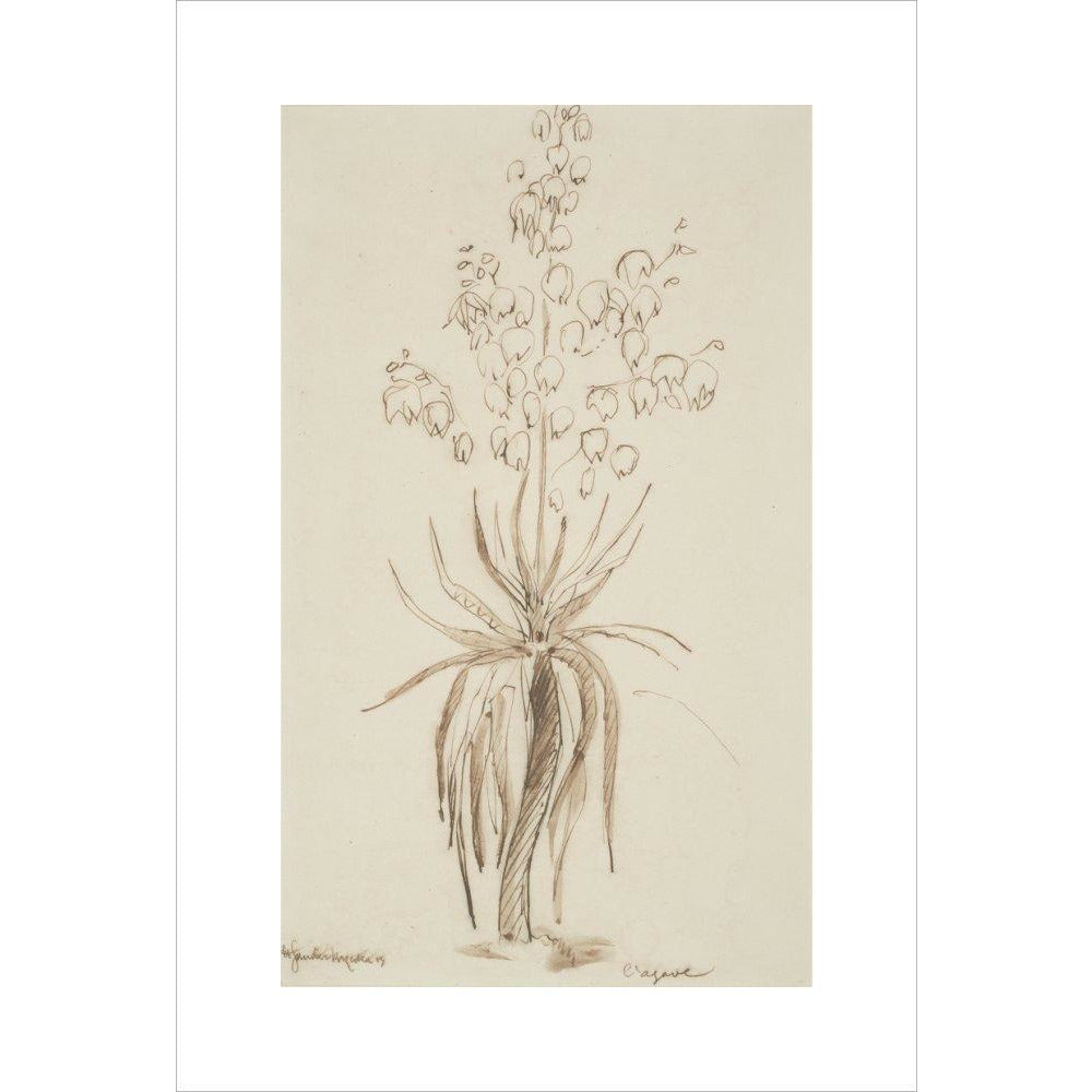L'agave - Art print
