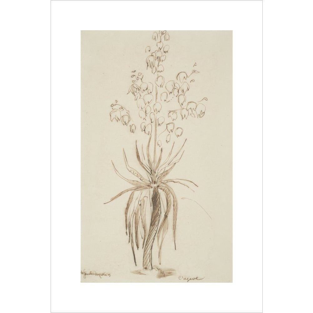 L'agave - Art print