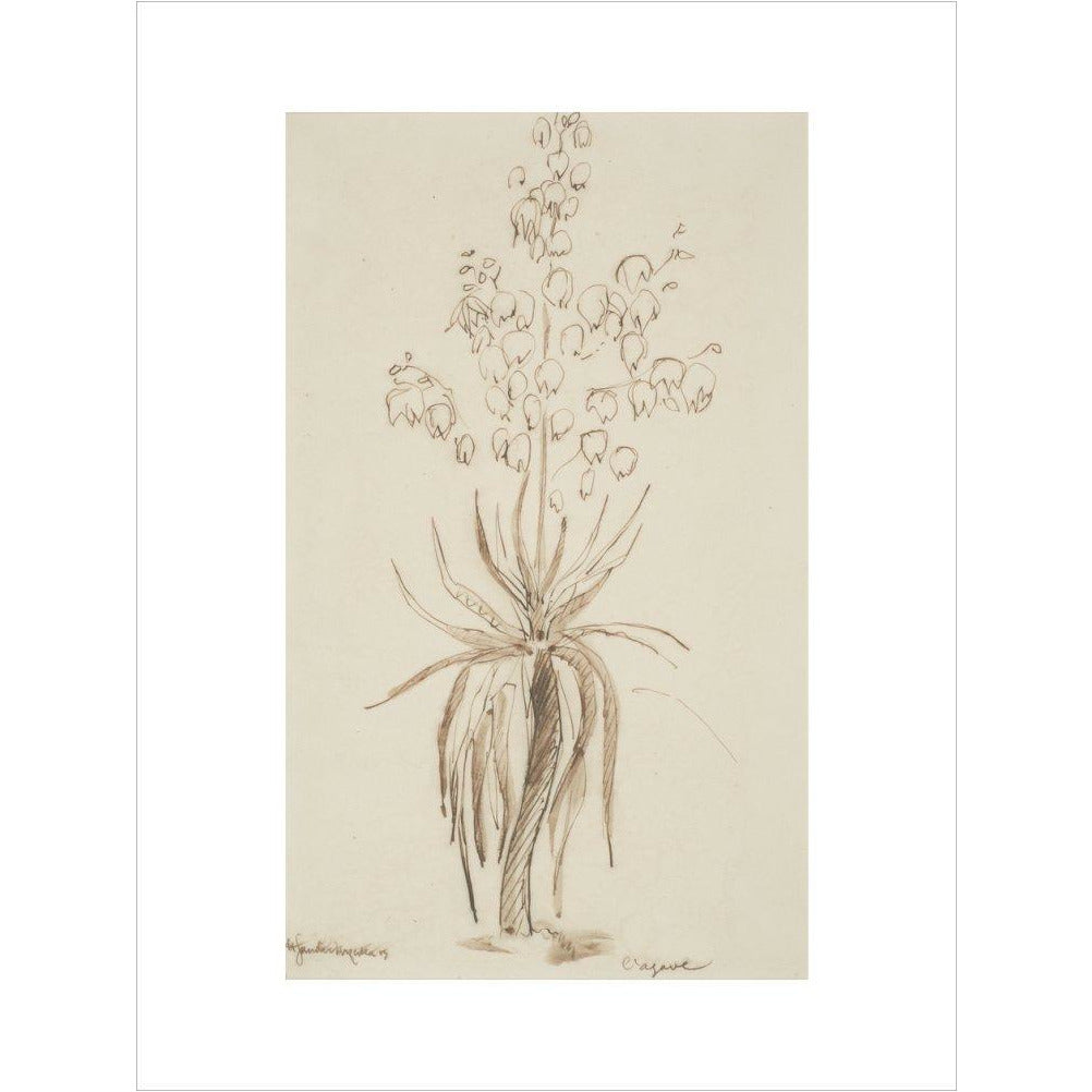 L'agave - Art print