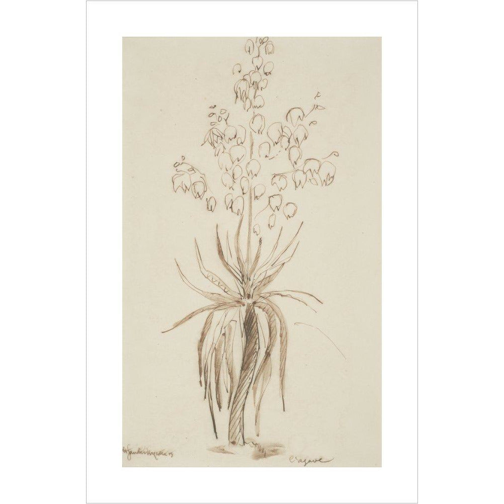 L'agave - Art print