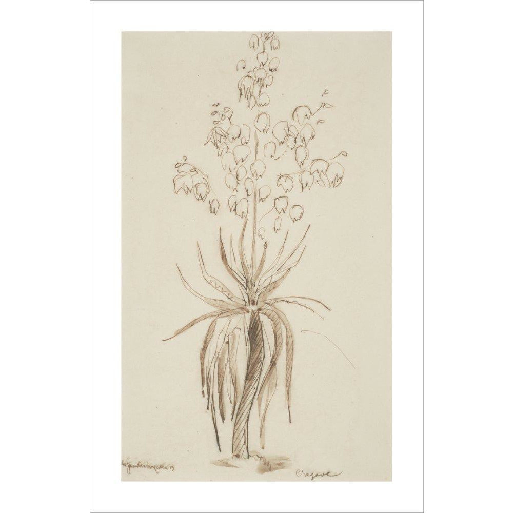 L'agave - Art print