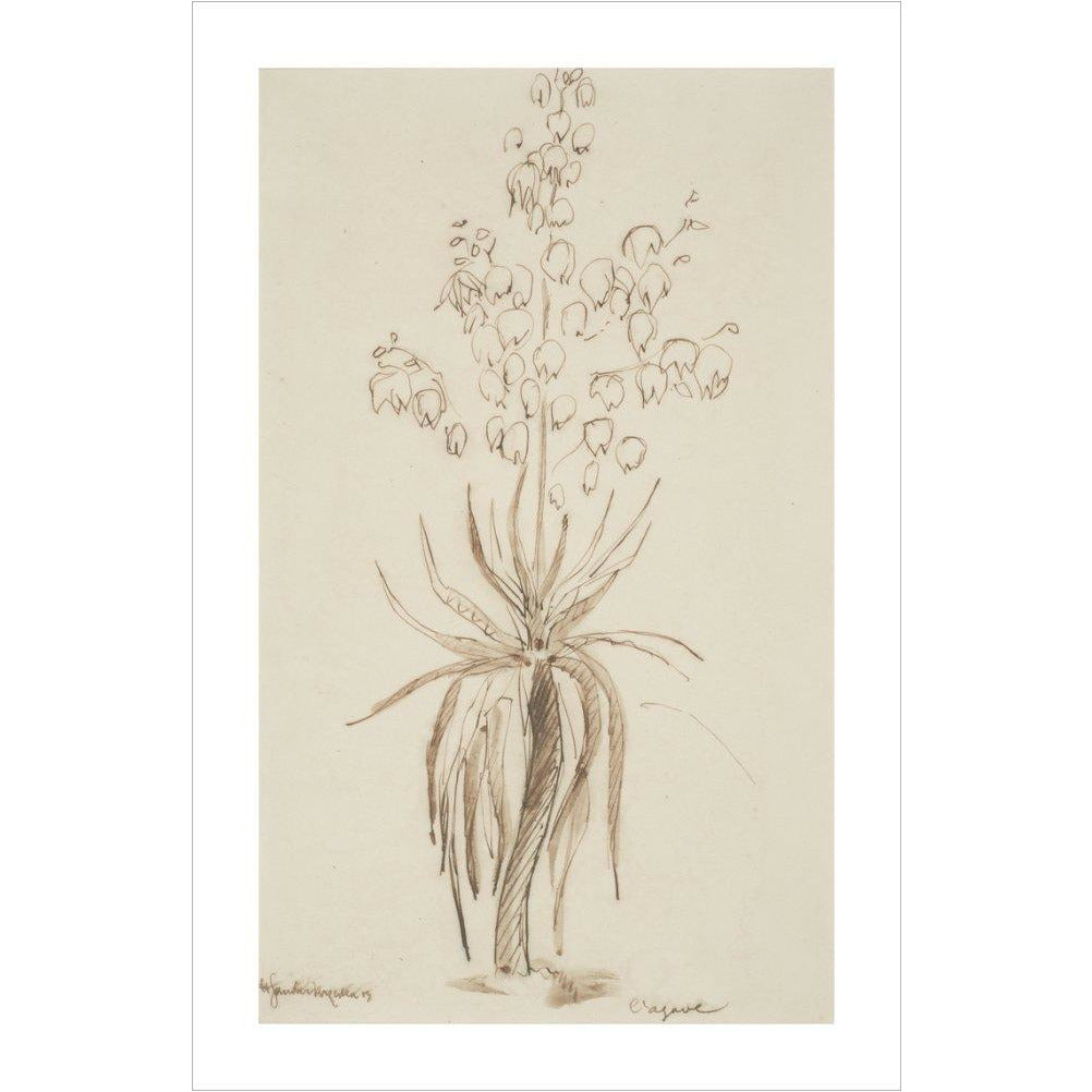 L'agave - Art print