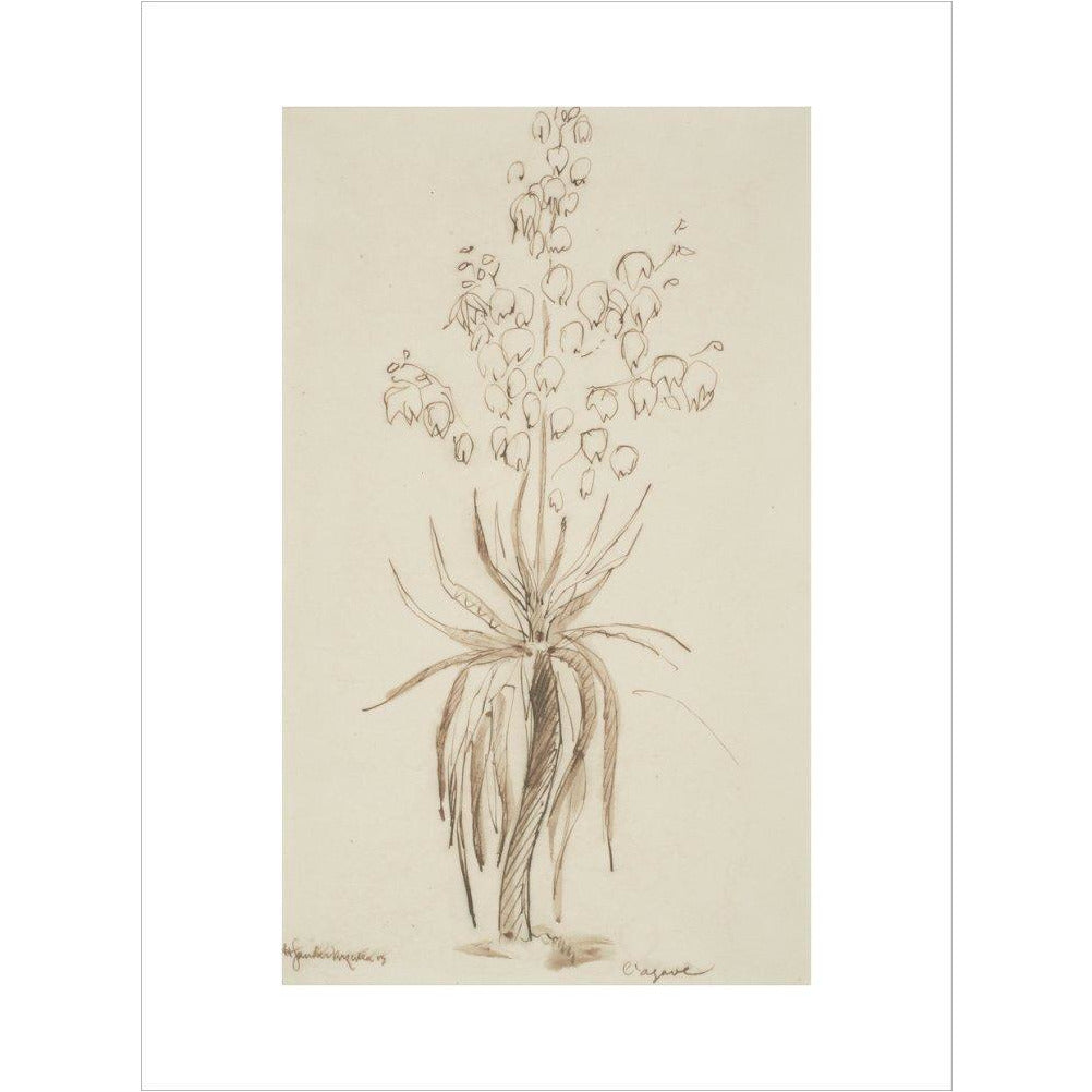 L'agave - Art print