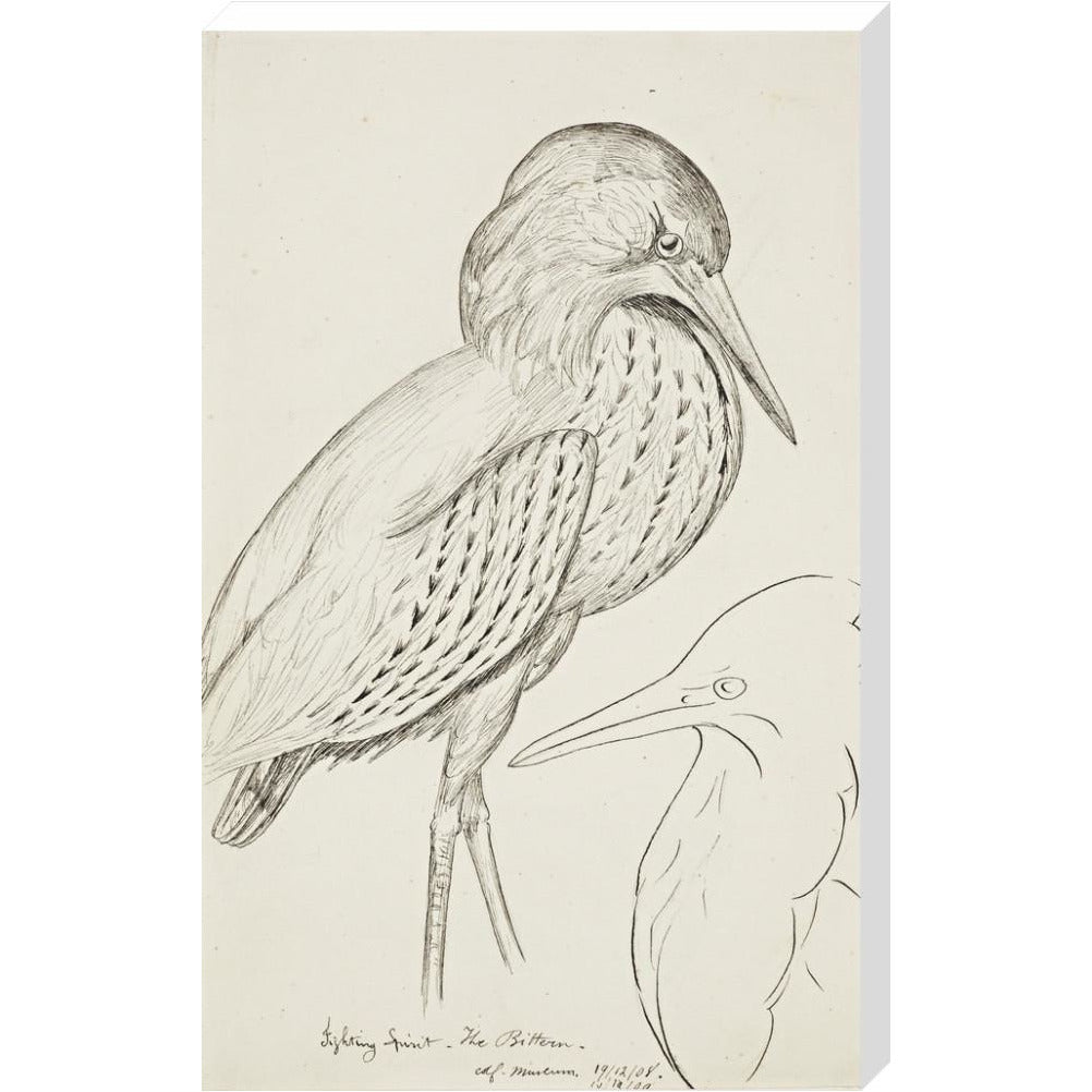 Sheet of studies (The Bittern) - Art print