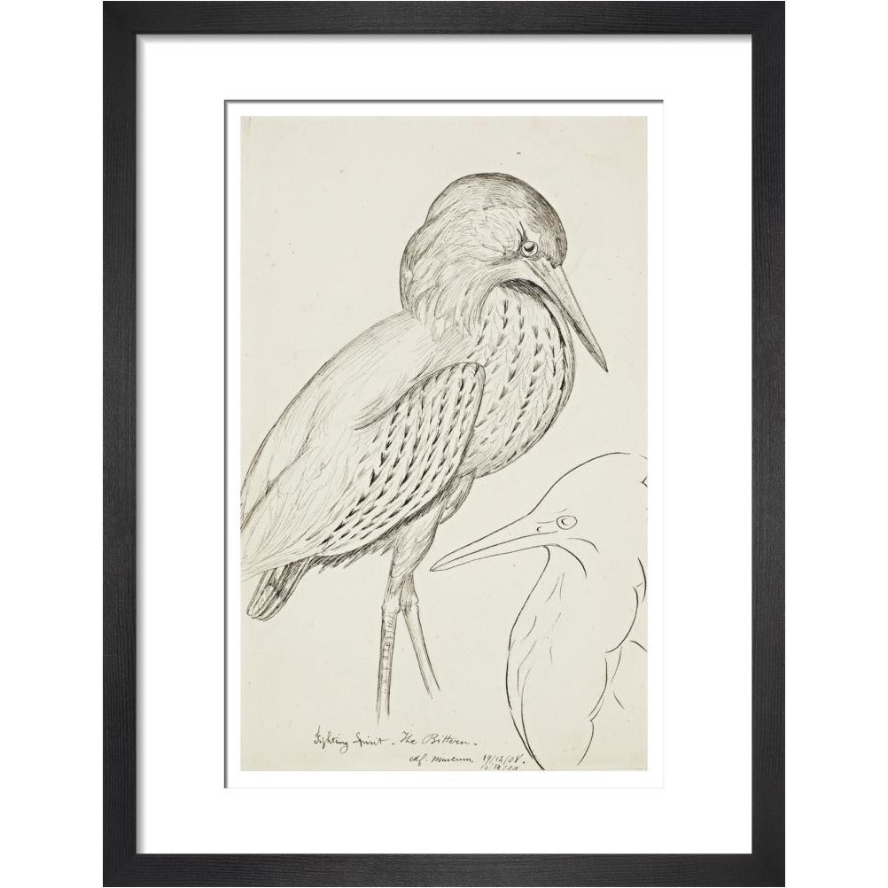 Sheet of studies (The Bittern) - Art print