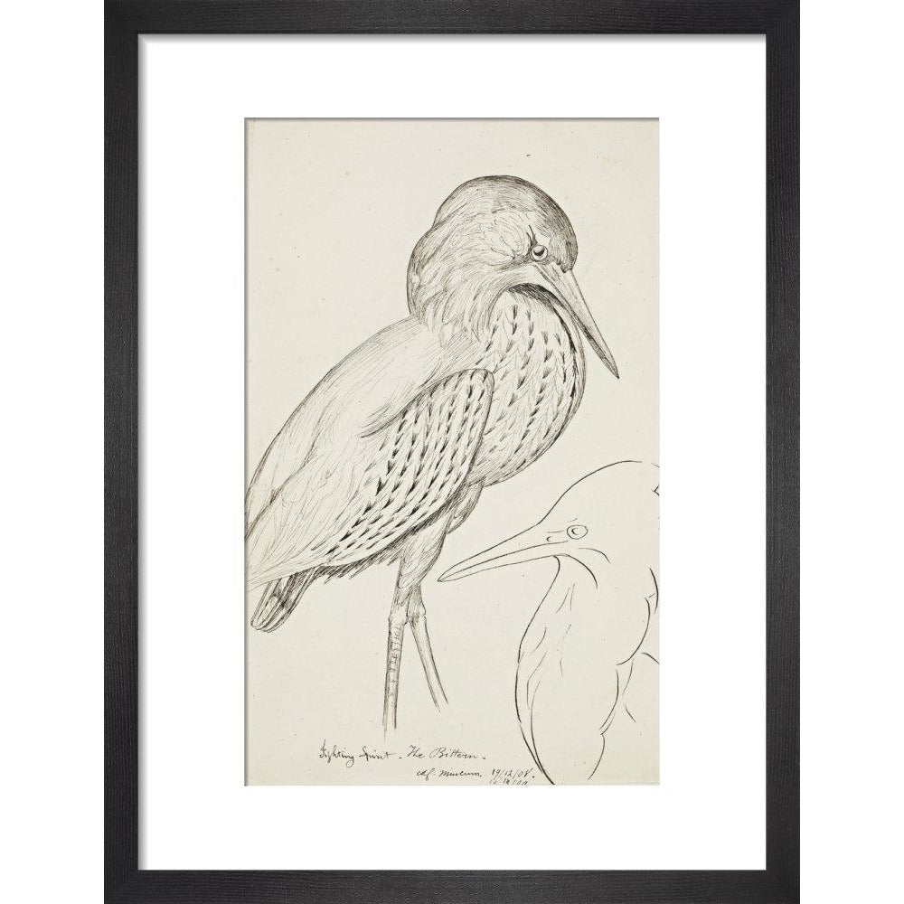Sheet of studies (The Bittern) - Art print