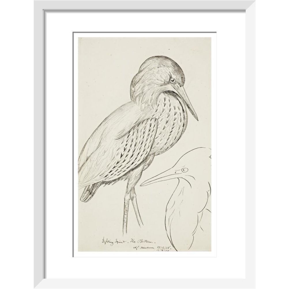 Sheet of studies (The Bittern) - Art print