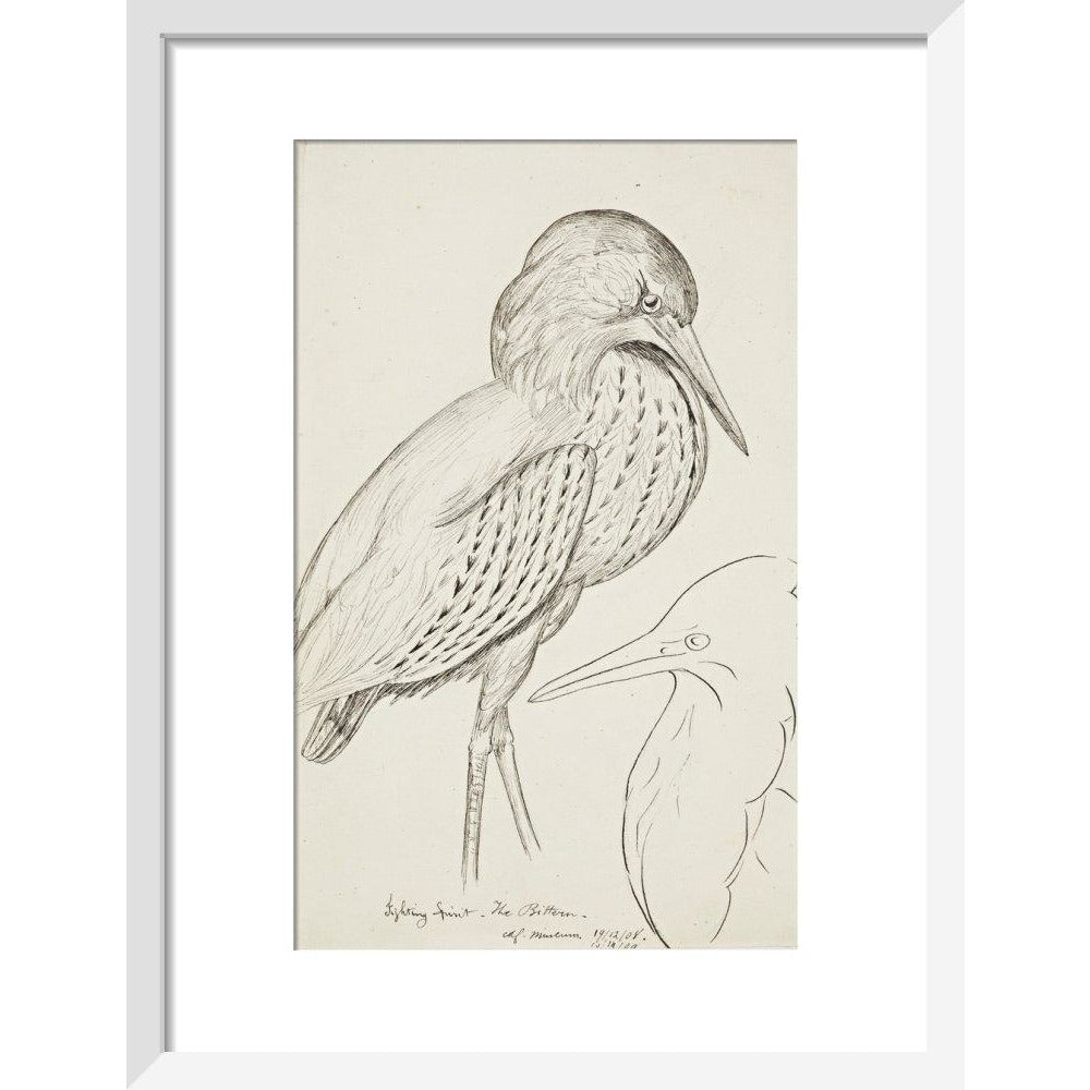 Sheet of studies (The Bittern) - Art print