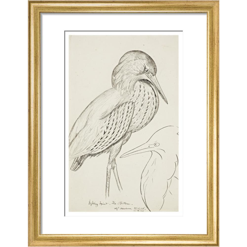 Sheet of studies (The Bittern) - Art print