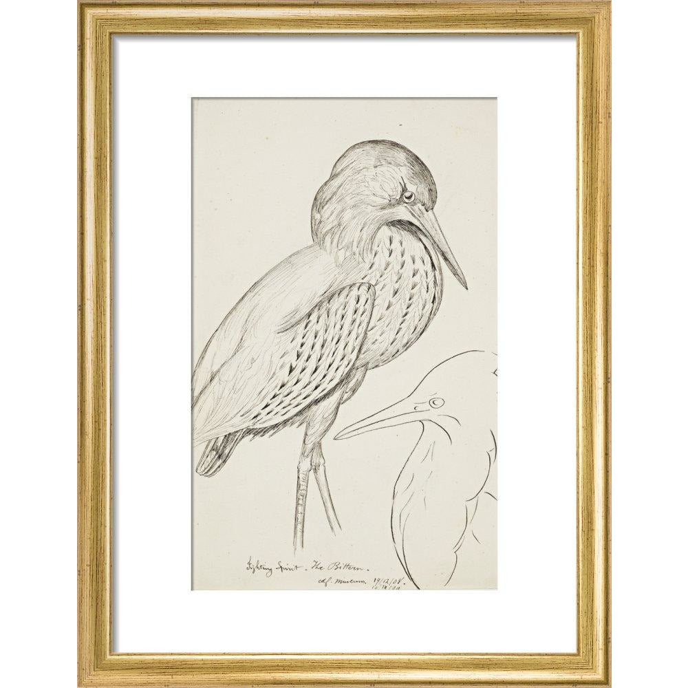 Sheet of studies (The Bittern) - Art print