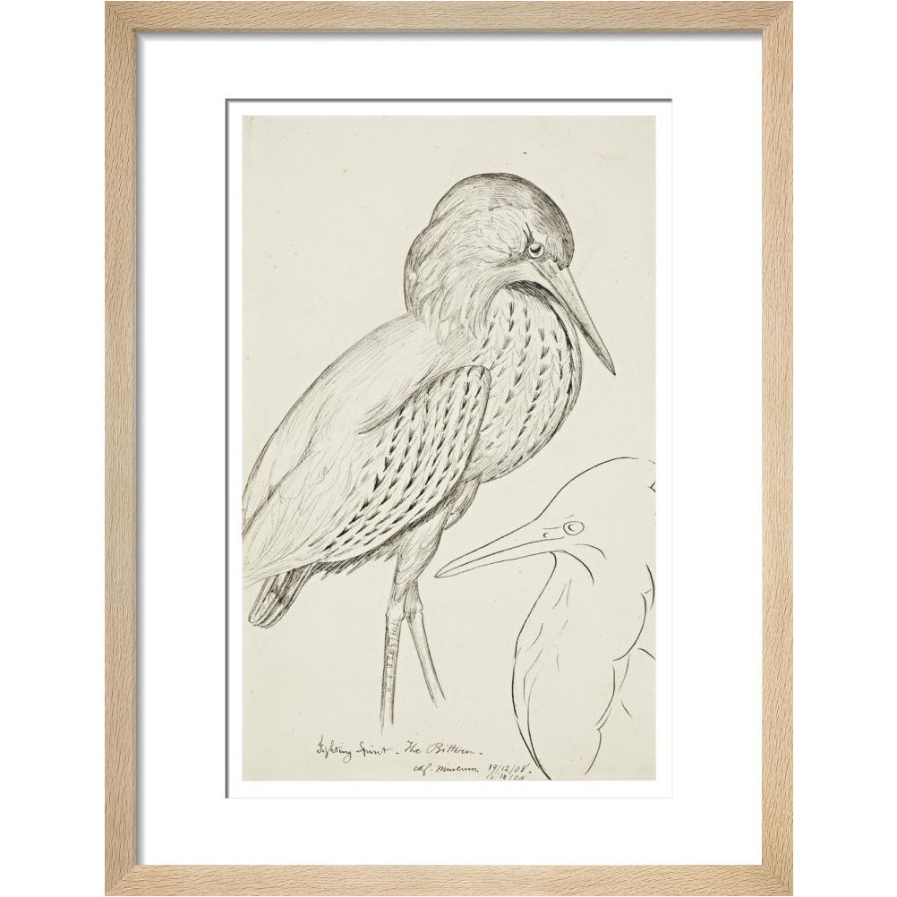 Sheet of studies (The Bittern) - Art print