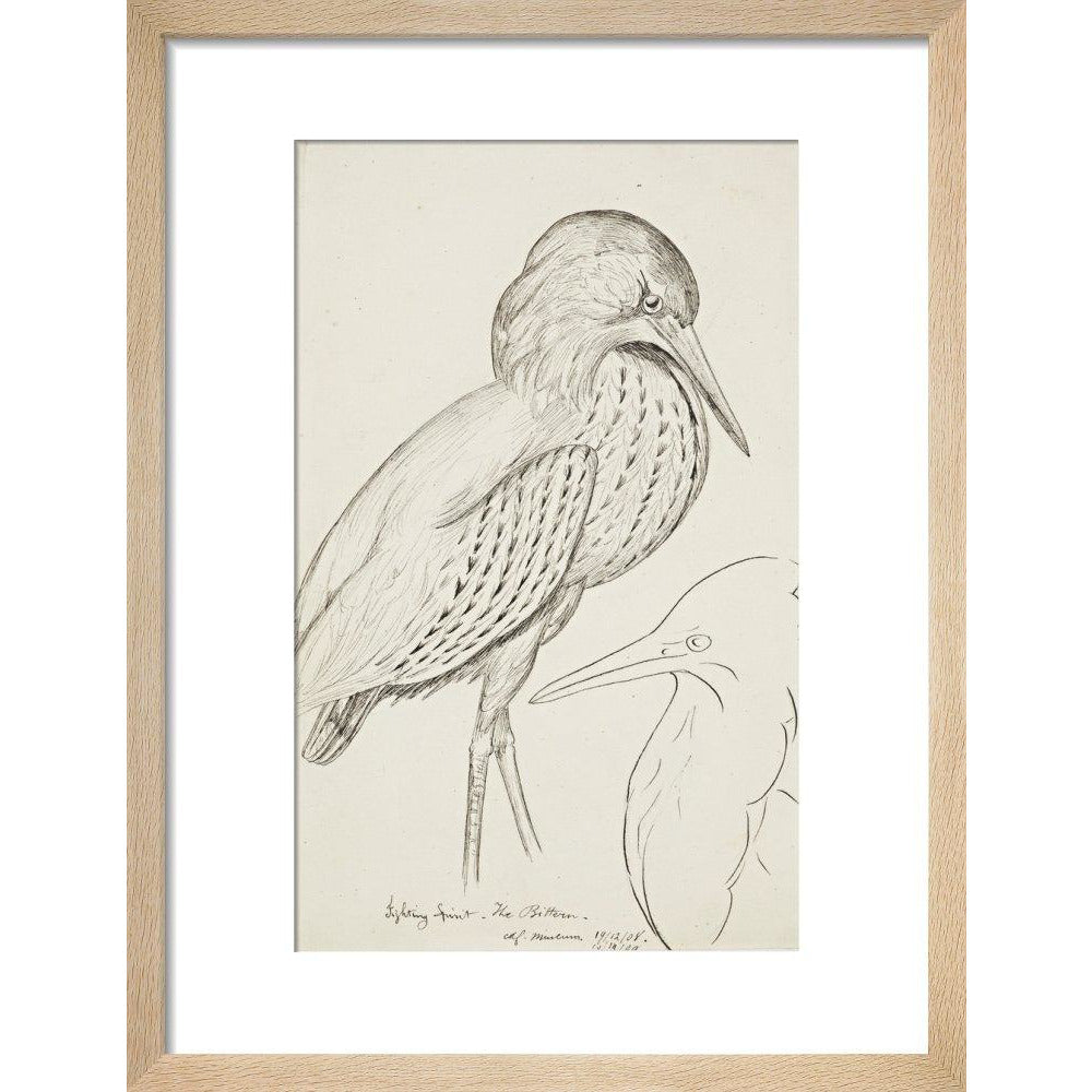 Sheet of studies (The Bittern) - Art print