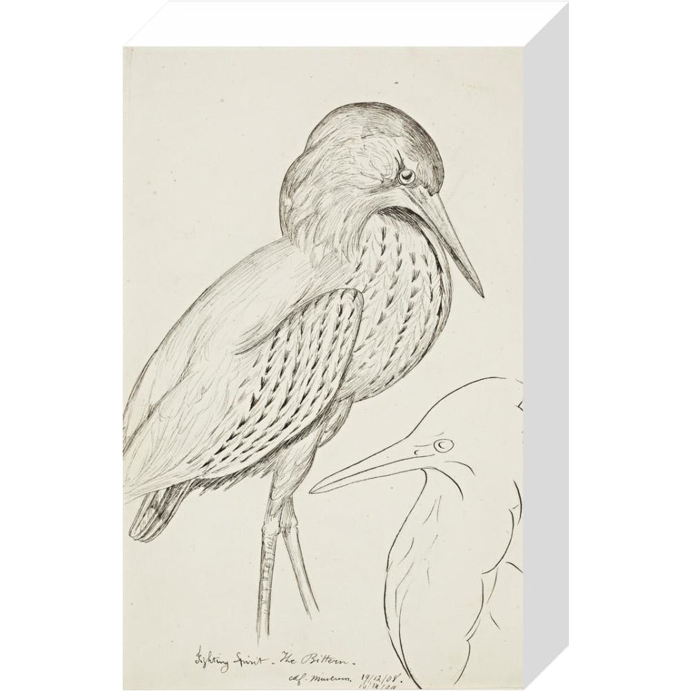 Sheet of studies (The Bittern) - Art print