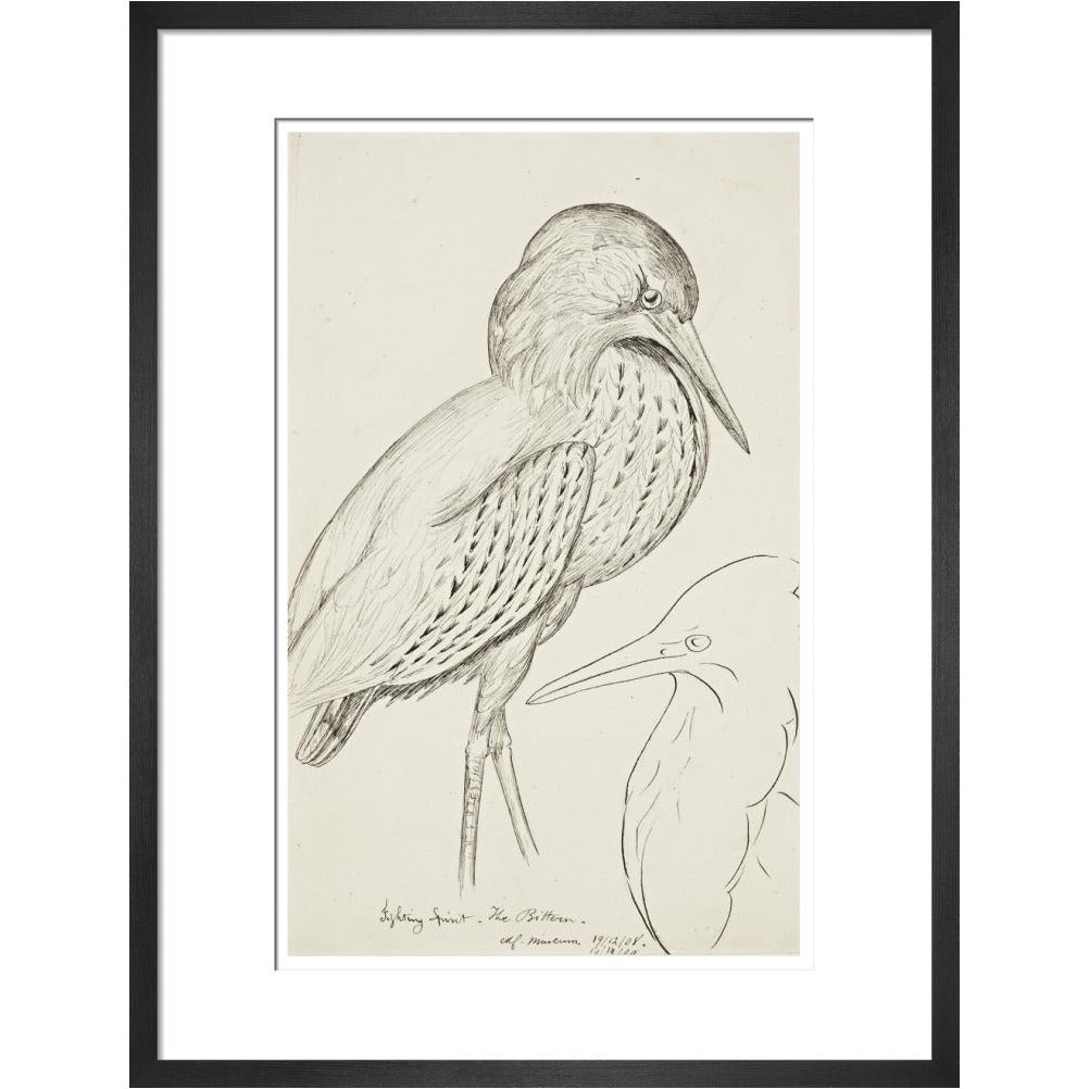 Sheet of studies (The Bittern) - Art print