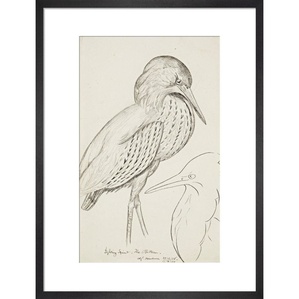 Sheet of studies (The Bittern) - Art print