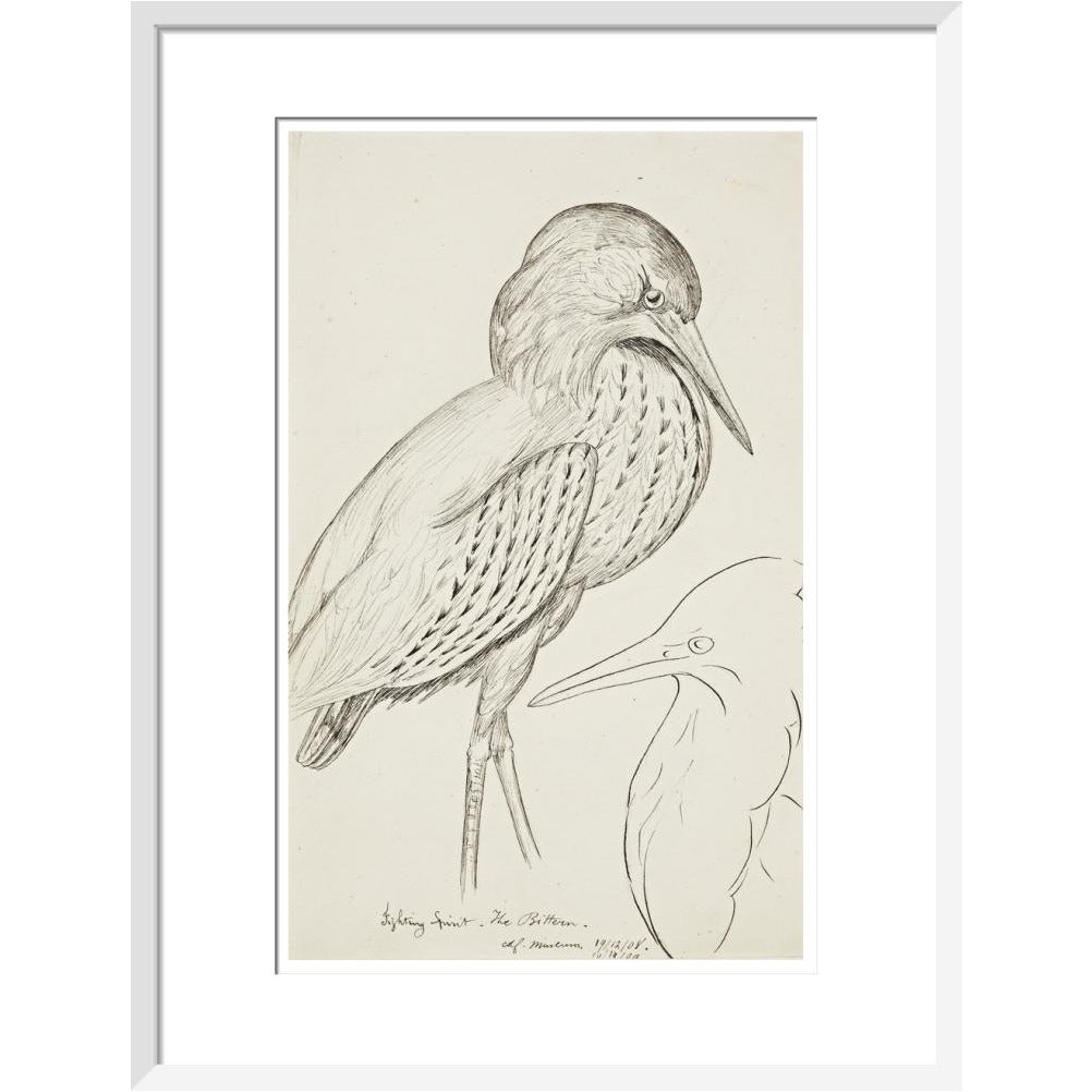 Sheet of studies (The Bittern) - Art print