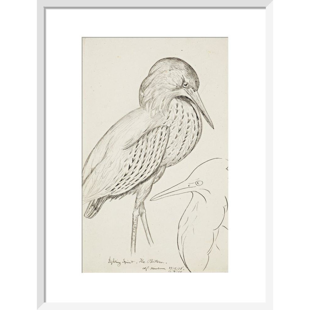 Sheet of studies (The Bittern) - Art print