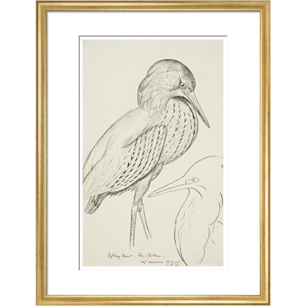 Sheet of studies (The Bittern) - Art print