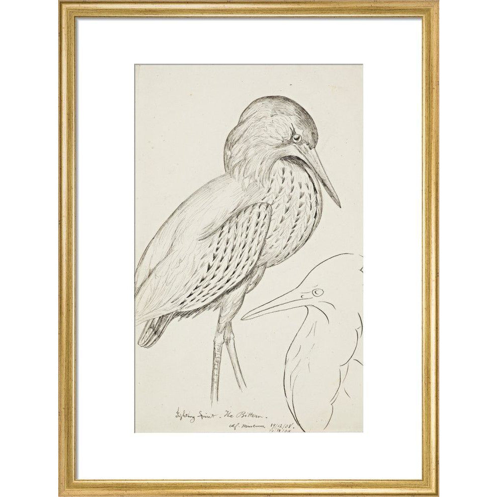 Sheet of studies (The Bittern) - Art print