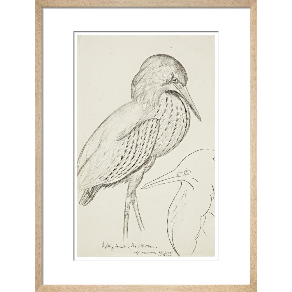 Sheet of studies (The Bittern) - Art print