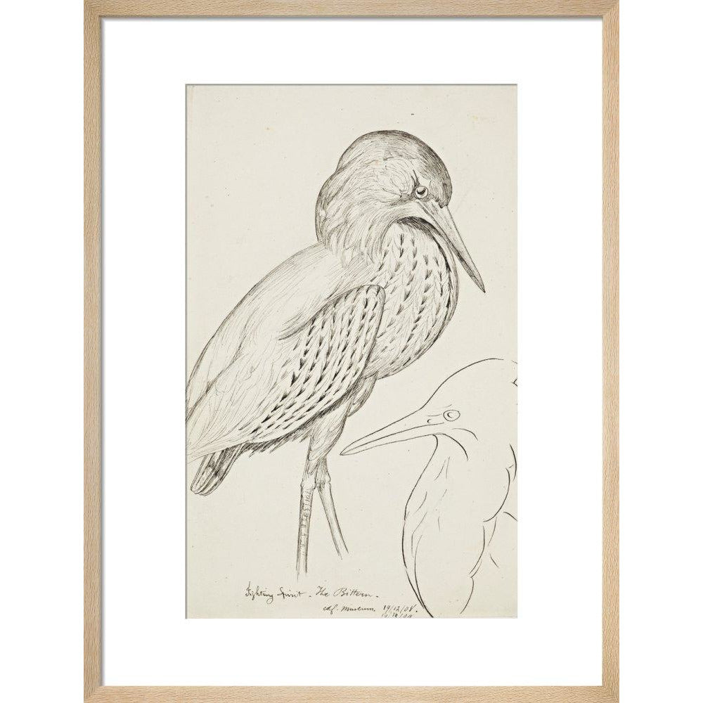 Sheet of studies (The Bittern) - Art print