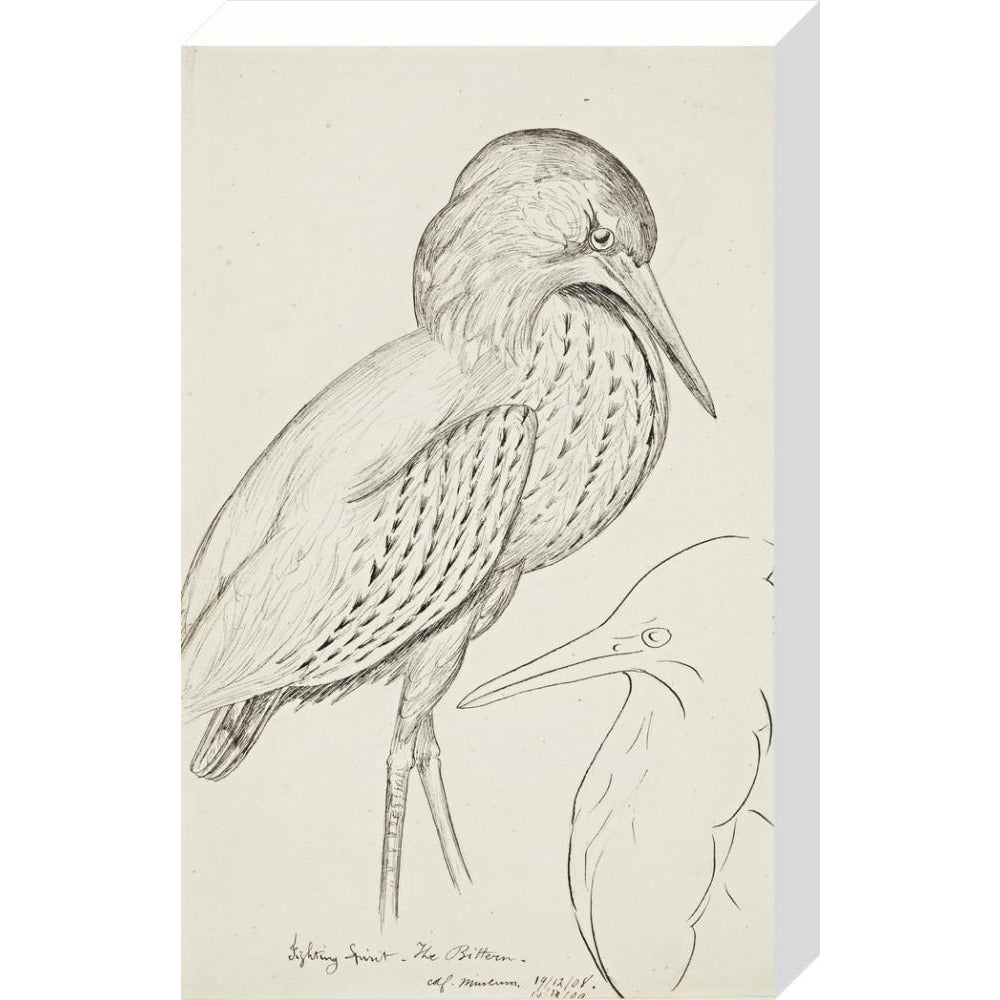 Sheet of studies (The Bittern) - Art print