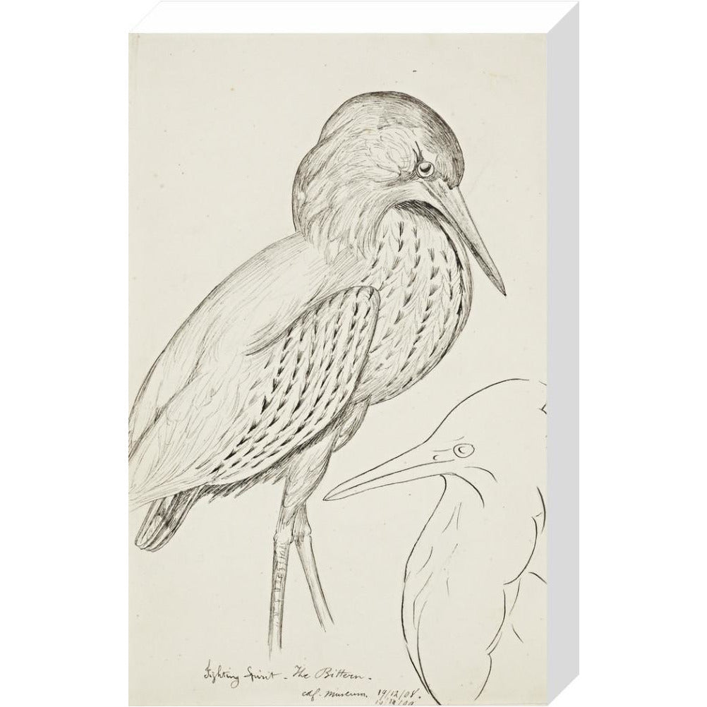 Sheet of studies (The Bittern) - Art print