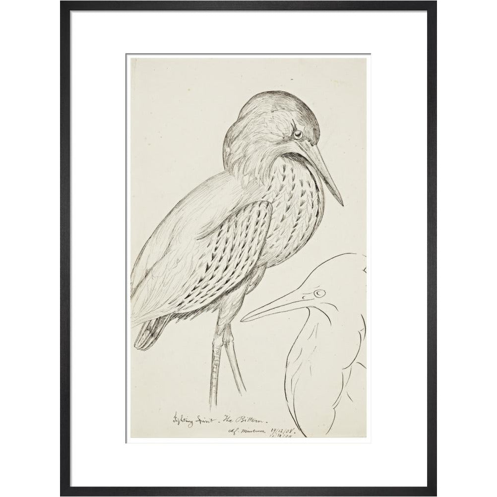 Sheet of studies (The Bittern) - Art print