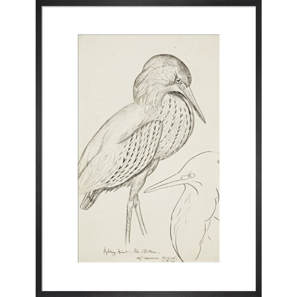 Sheet of studies (The Bittern) - Art print