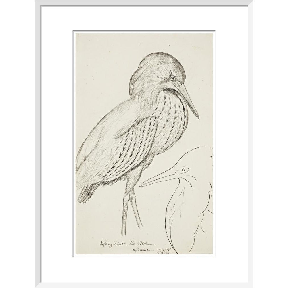 Sheet of studies (The Bittern) - Art print