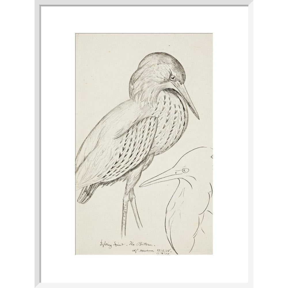 Sheet of studies (The Bittern) - Art print