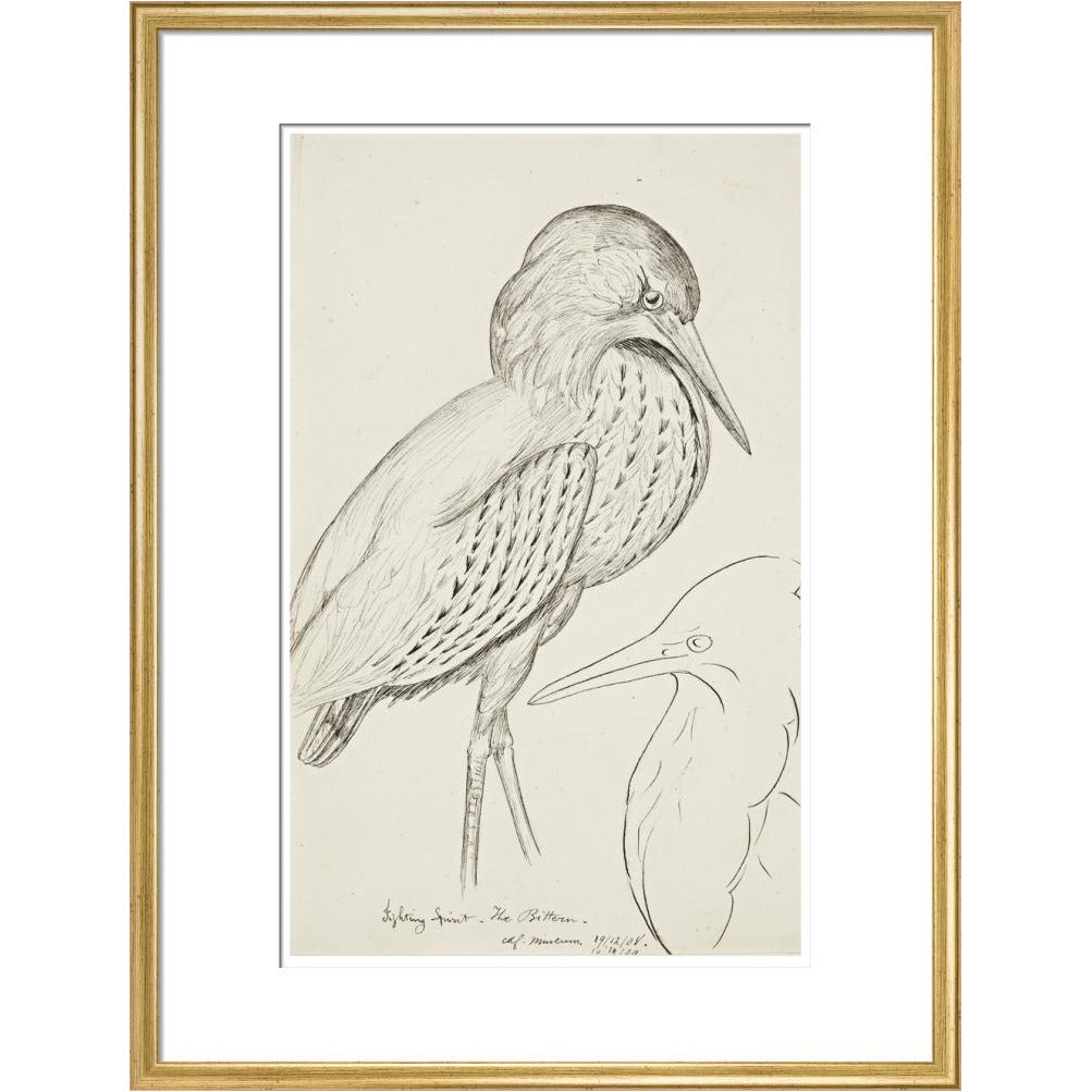 Sheet of studies (The Bittern) - Art print