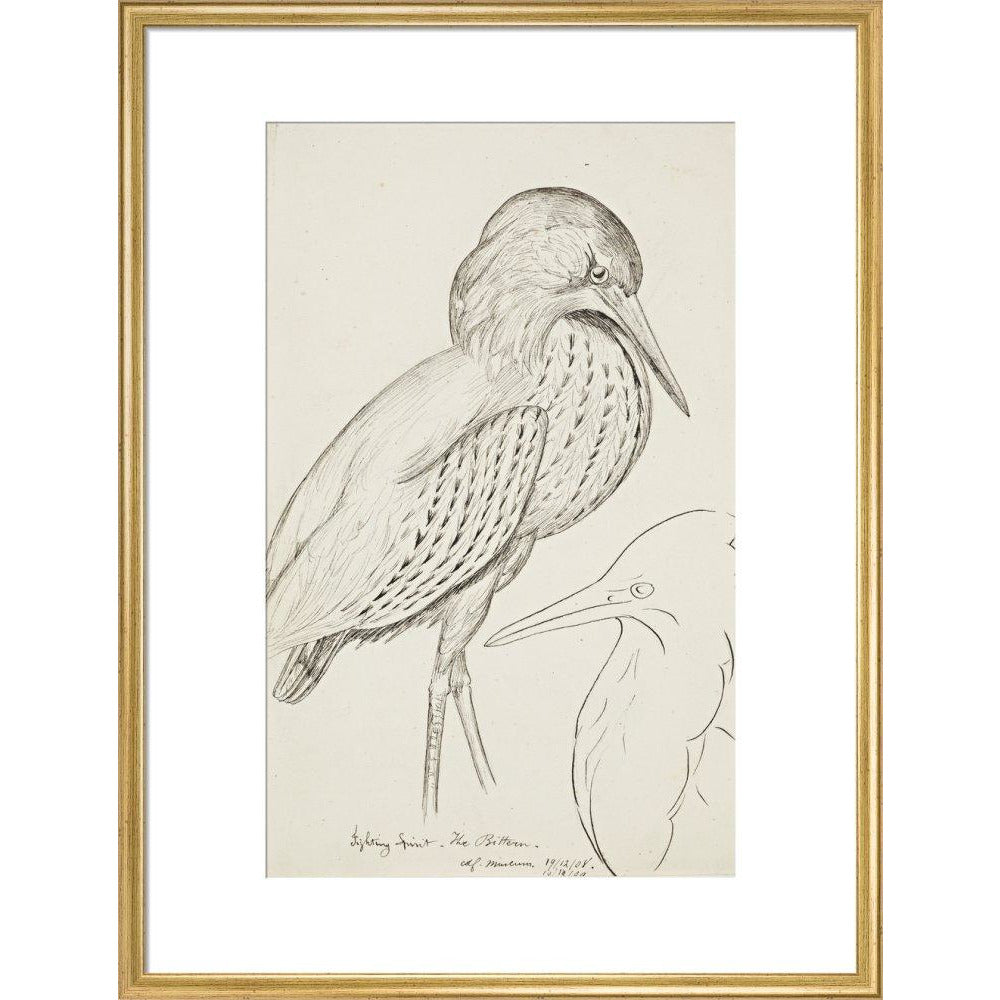 Sheet of studies (The Bittern) - Art print