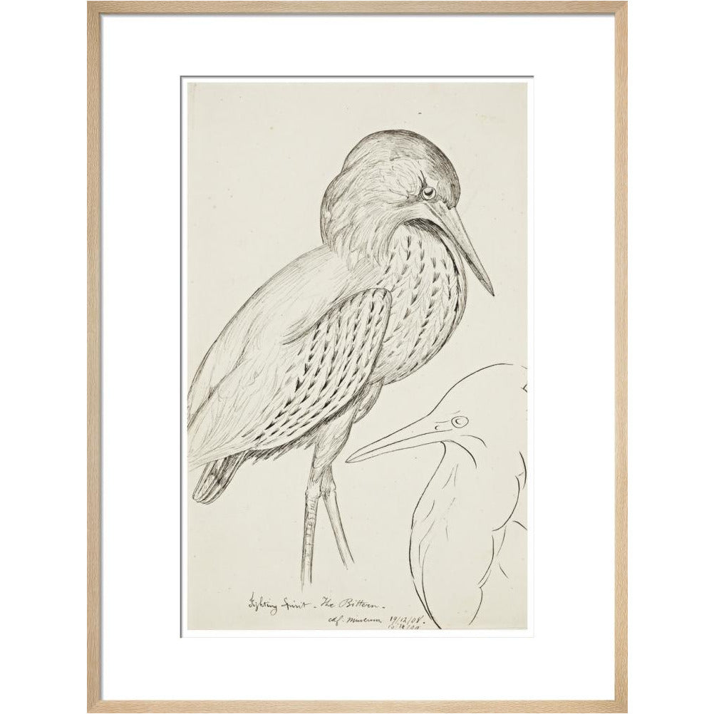 Sheet of studies (The Bittern) - Art print