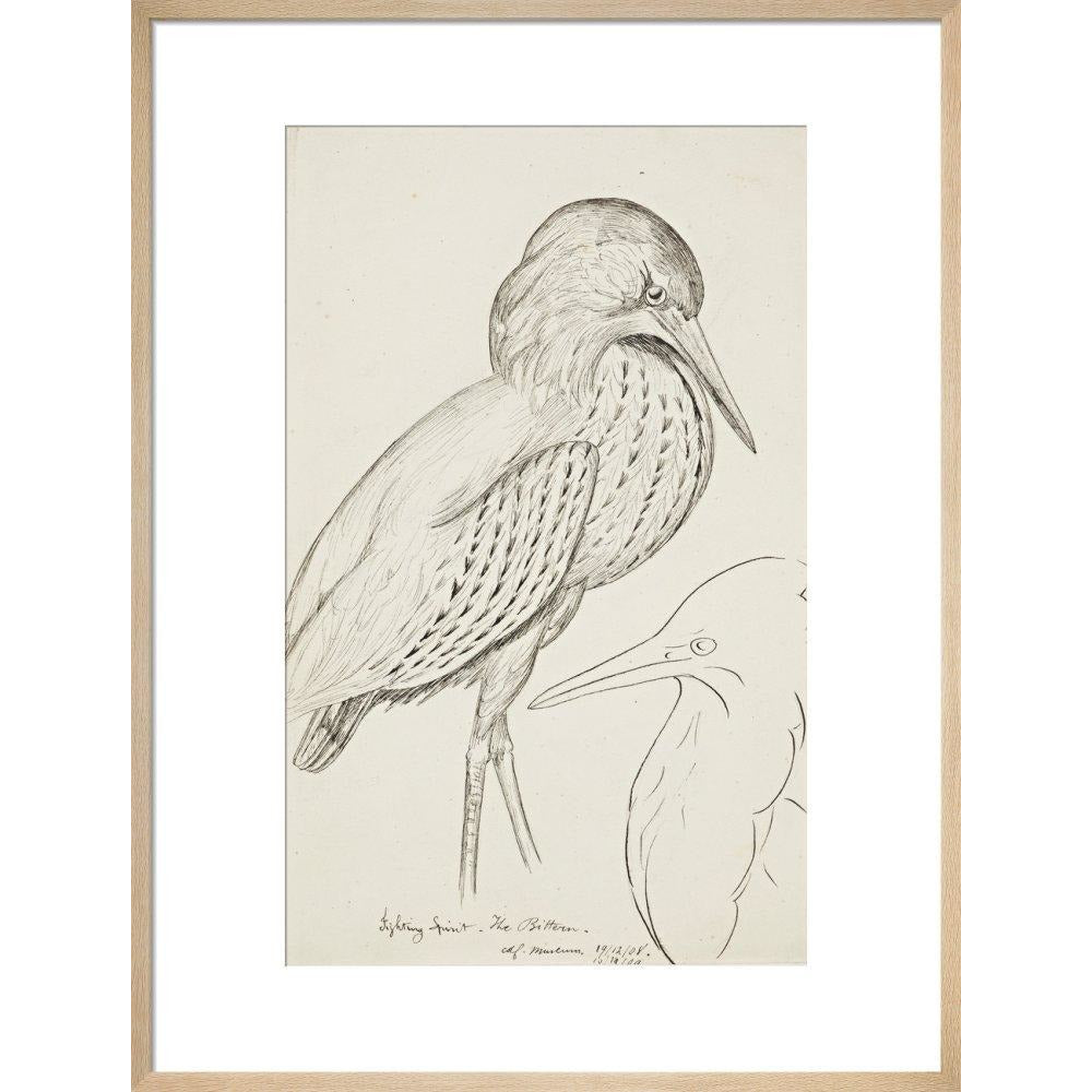 Sheet of studies (The Bittern) - Art print