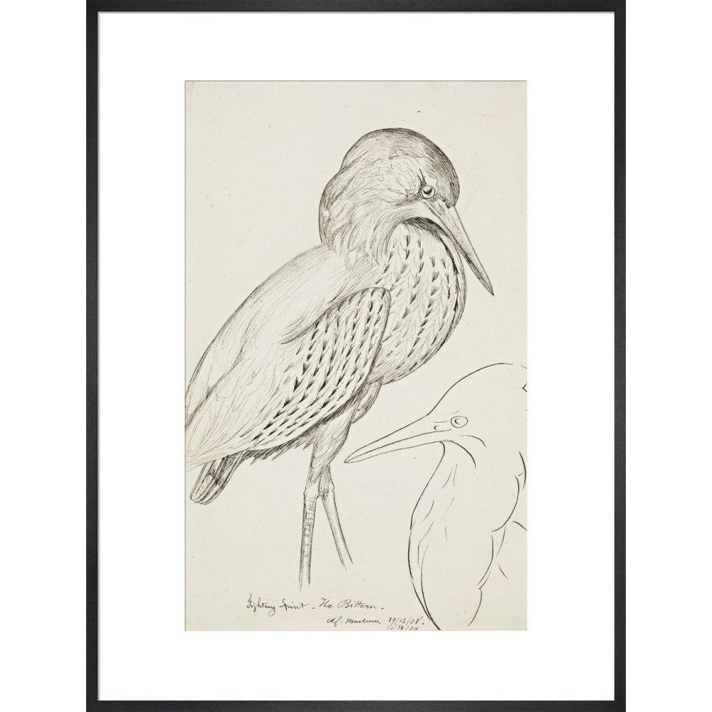 Sheet of studies (The Bittern) - Art print