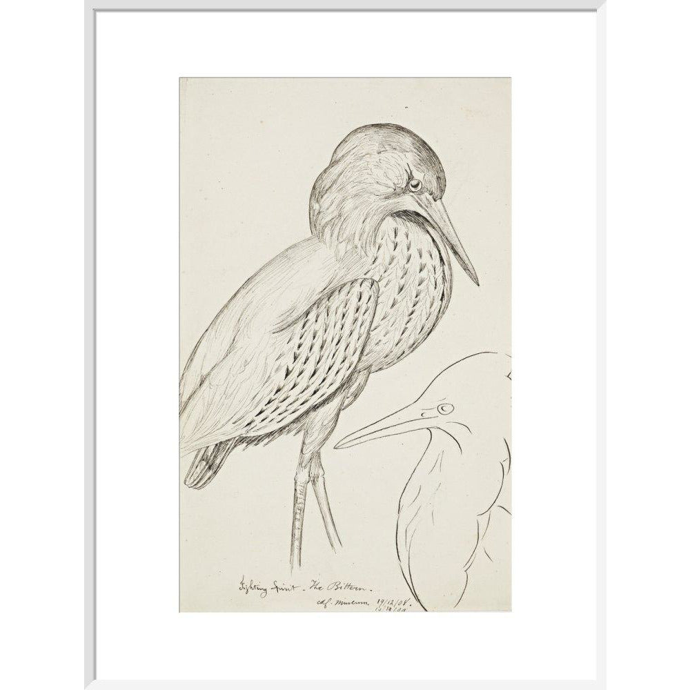 Sheet of studies (The Bittern) - Art print