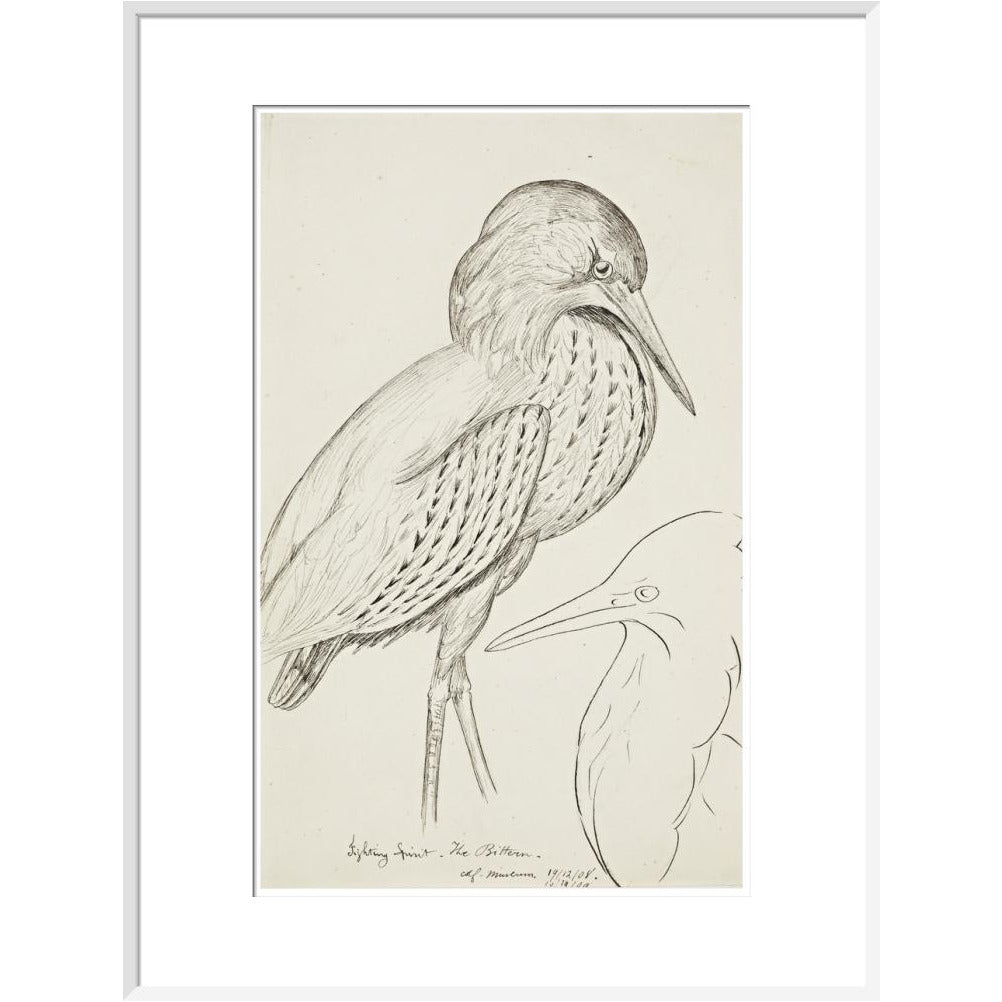 Sheet of studies (The Bittern) - Art print