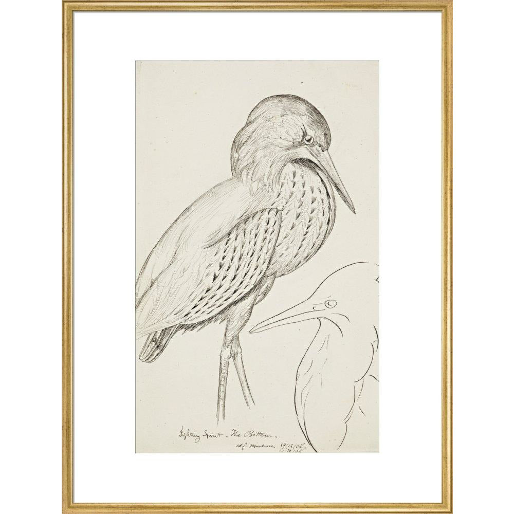 Sheet of studies (The Bittern) - Art print