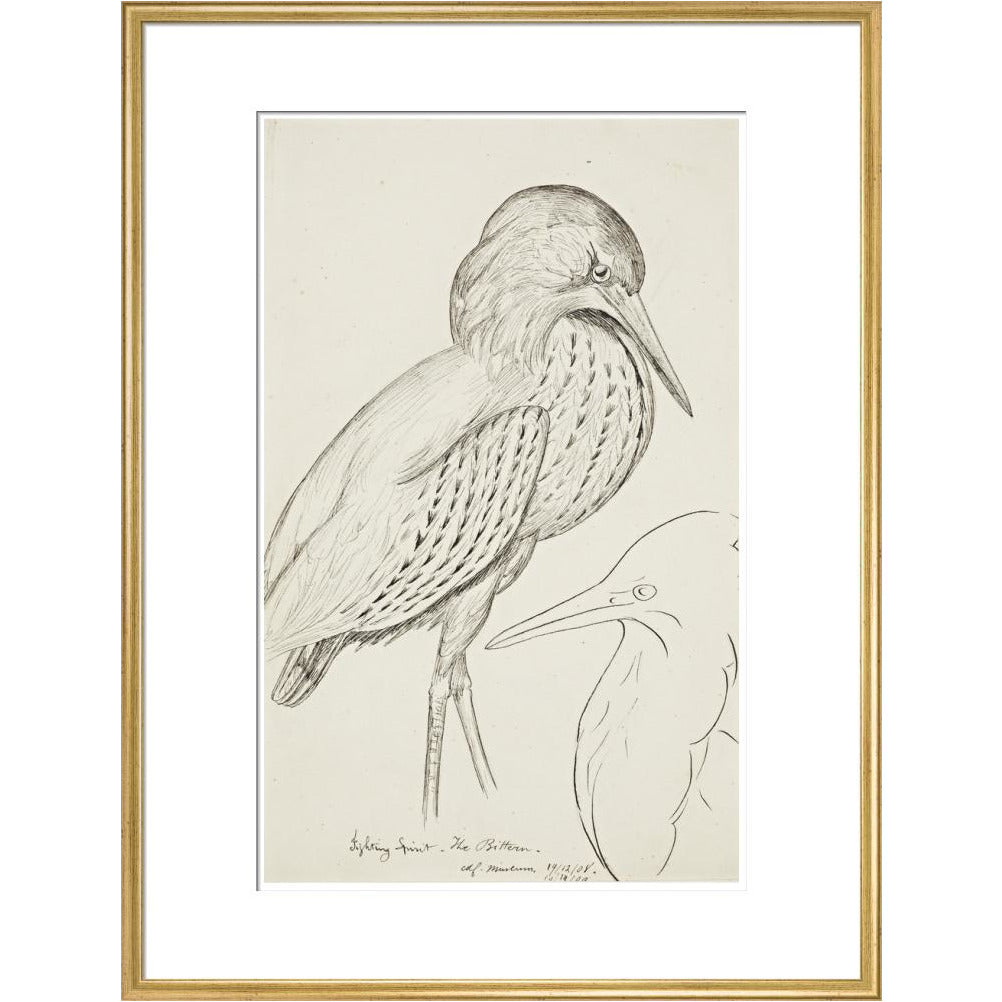 Sheet of studies (The Bittern) - Art print