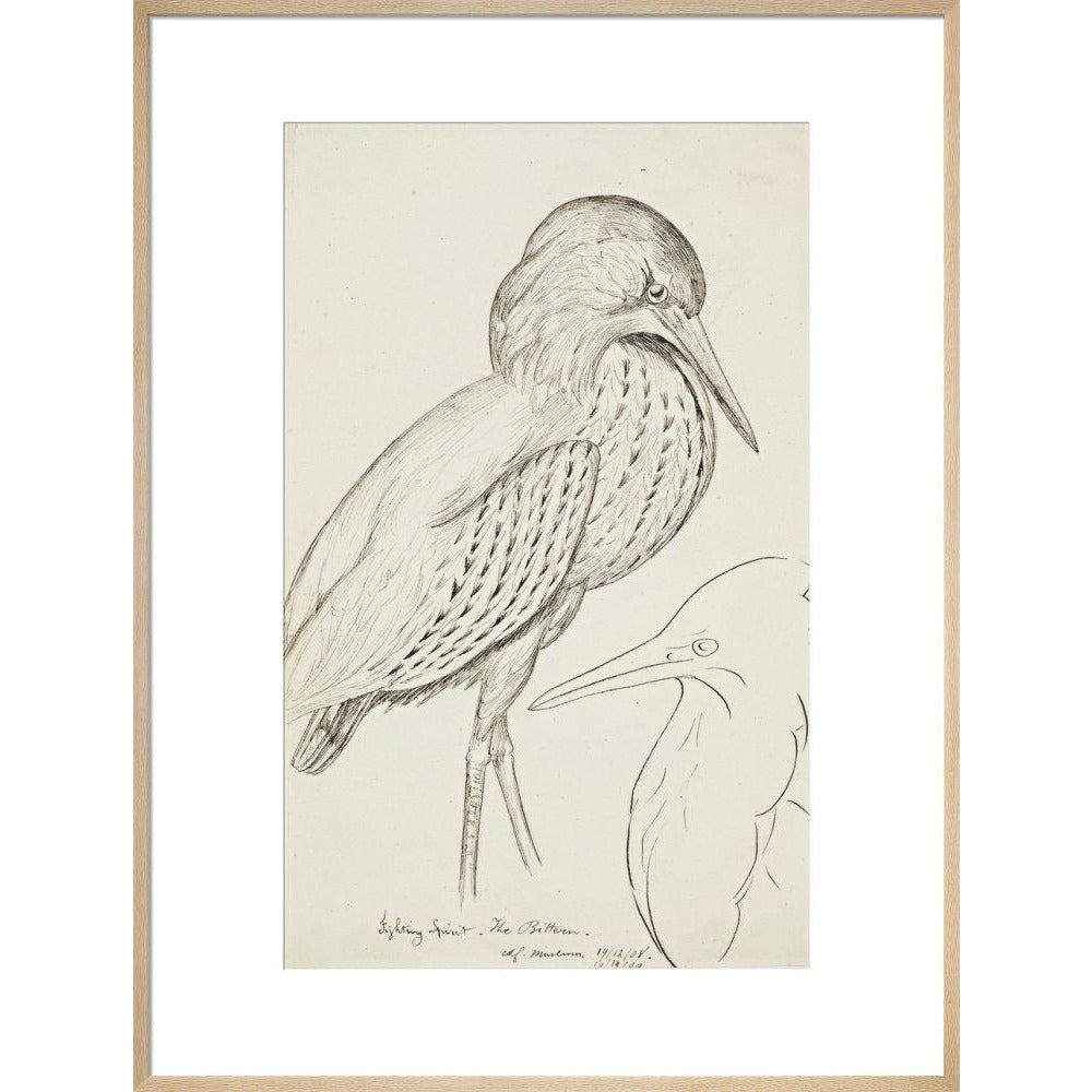 Sheet of studies (The Bittern) - Art print
