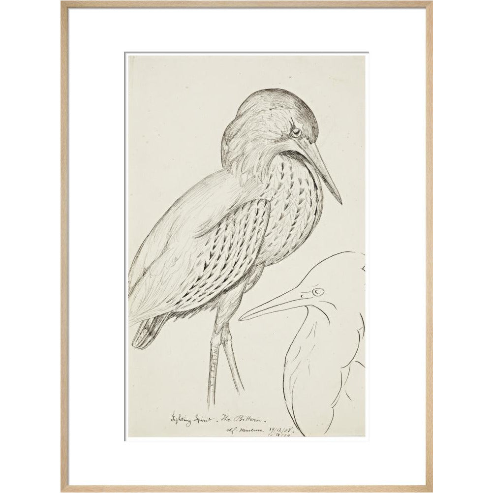Sheet of studies (The Bittern) - Art print