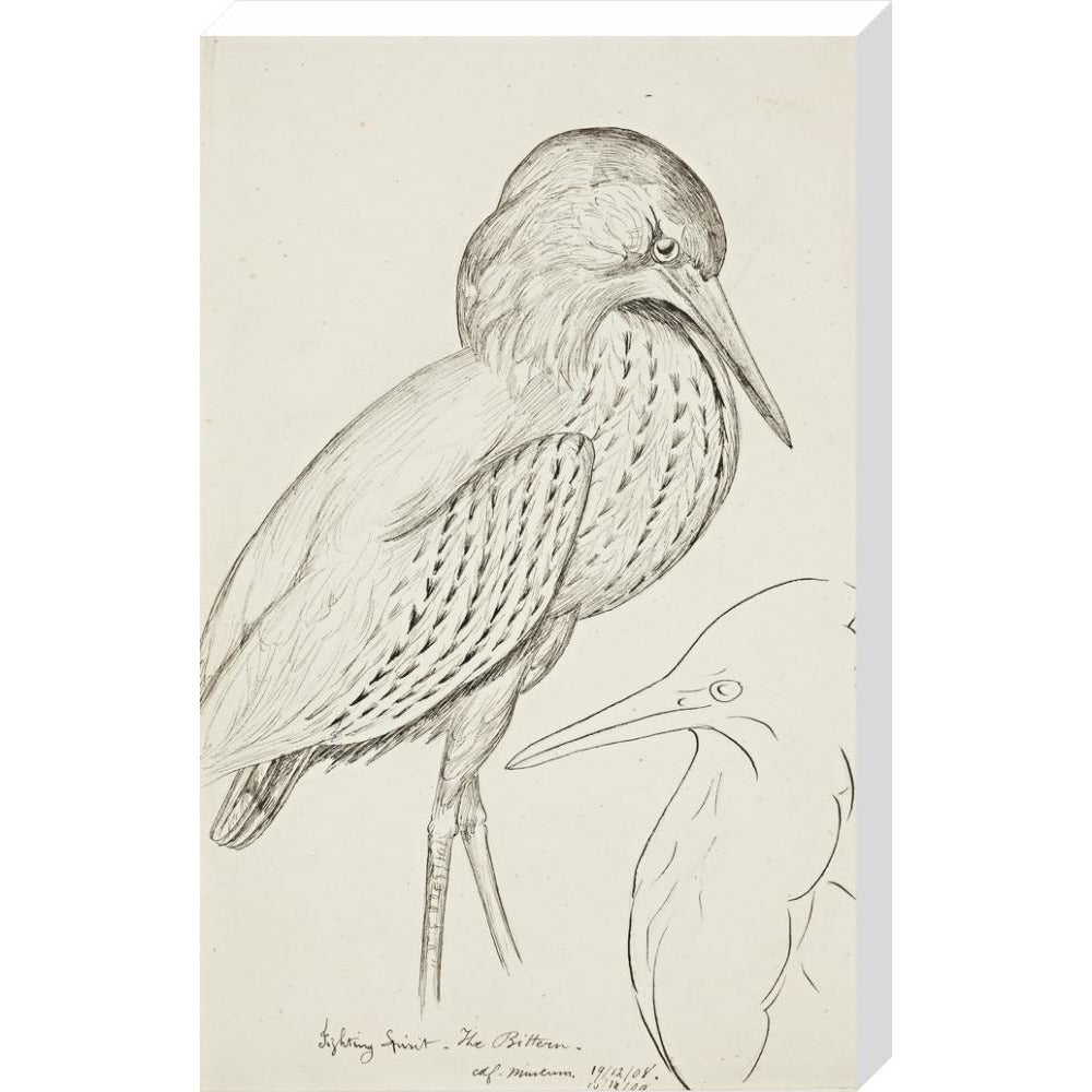 Sheet of studies (The Bittern) - Art print